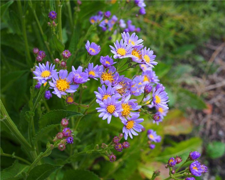 紫菀种植 花卉基地直销紫菀种苗 潍坊紫菀种苗
