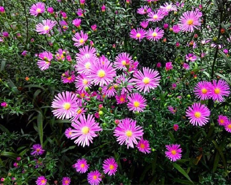 欣美 价格合理紫菀 潍坊紫菀批发供应 紫菀