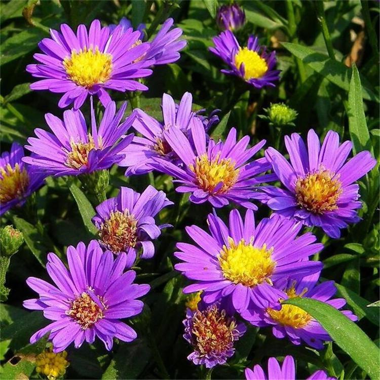 欣美园艺直销紫菀小苗 山东紫菀培育基地 紫菀小苗