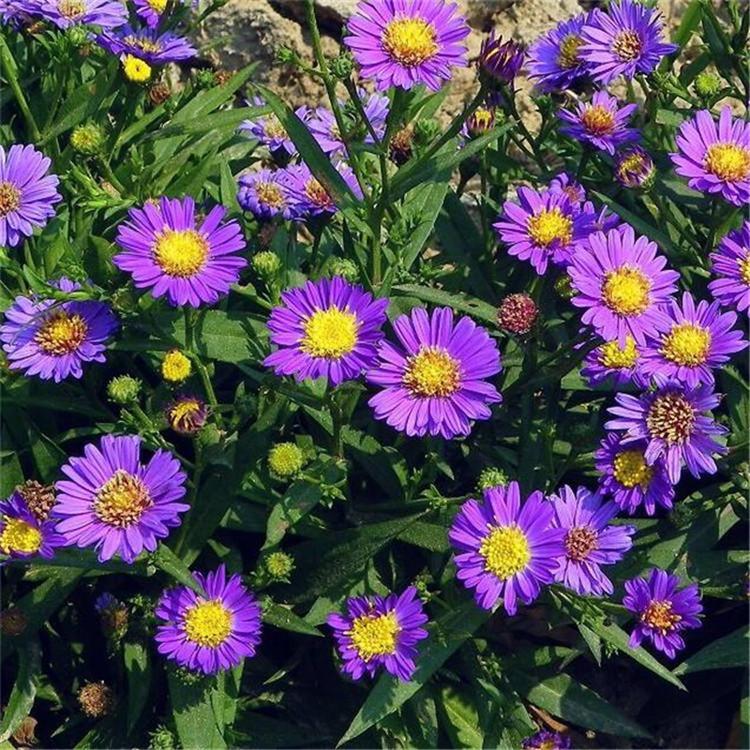 欣美园艺直销紫菀种苗 山东紫菀培育基地 紫菀种苗