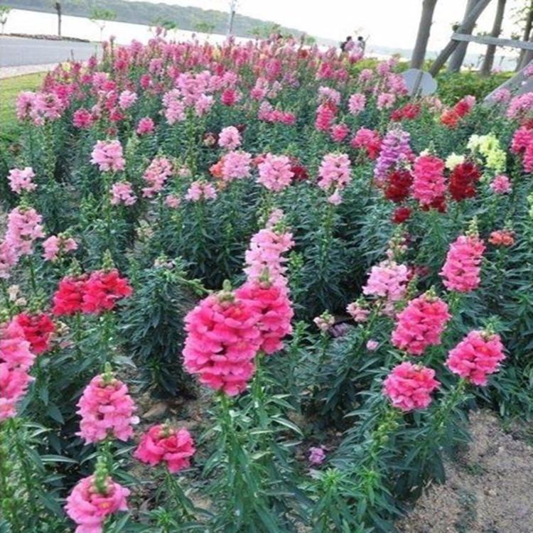 钓钟柳小苗 钓钟柳批发价格 青州钓钟柳基地