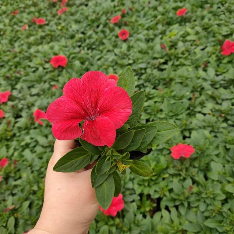 矮牵牛-矮牵牛繁育基地-矮牵牛苗 批发草花