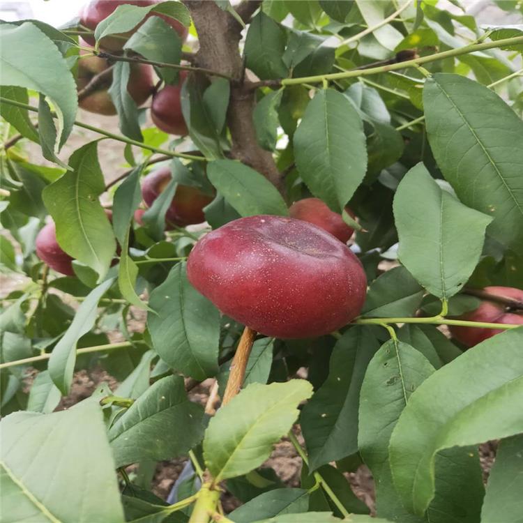代理商 普润苗木供应 油蟠7-7桃树苗 中油21桃树苗 黄金蜜4号桃树苗等多种桃树苗