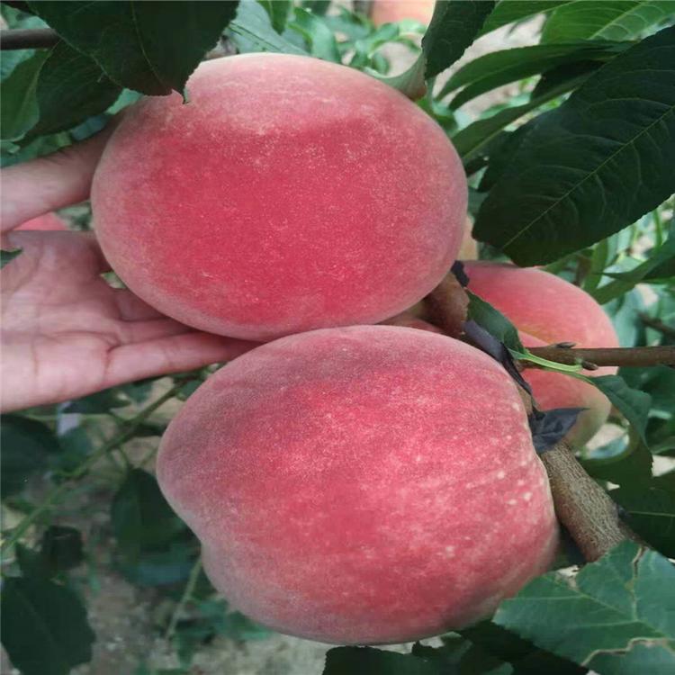 普润苗木 秋雪桃树苗 批发  销售信息 风味天后桃树苗 基地  2020批发