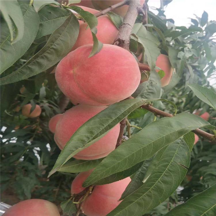 普润苗木 春丽桃树苗 批发  批发基地 油蟠6-6桃树苗 基地  专业合作社