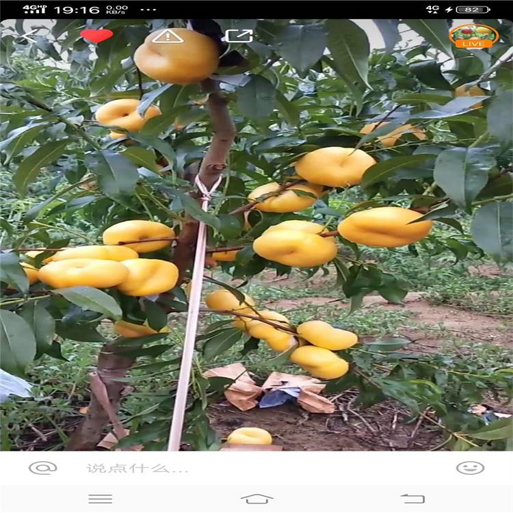 便宜出售 普润苗木供应 夏甜桃树苗 冬雪王桃桃树苗 仓方早生桃树苗等多种桃树苗