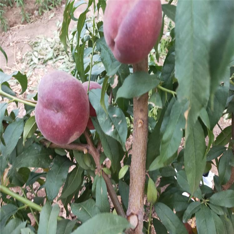 瑞蟠24桃树苗价格 血桃树苗批发  黄金蜜4号桃树苗 基地 普润苗木市场行情