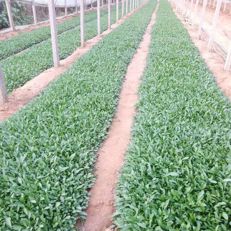 大花金鸡菊基地 金鸡菊价格