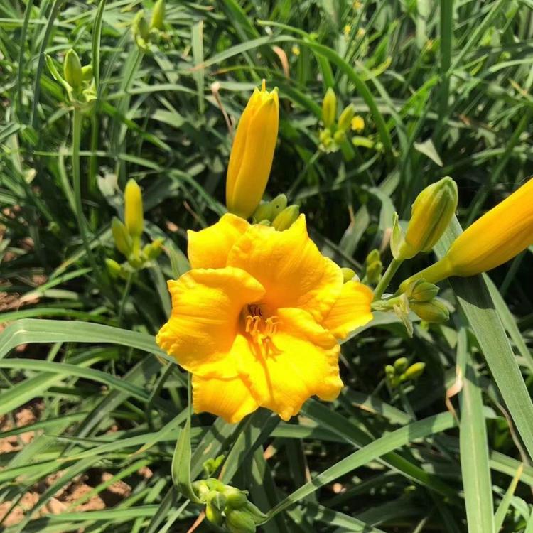 金娃娃萱草基地 金娃娃萱草价格