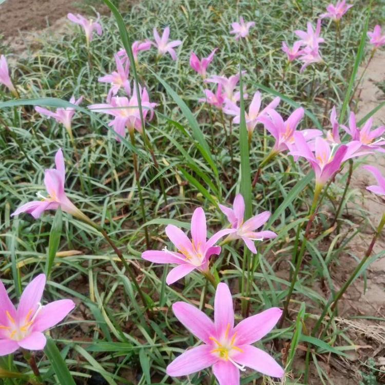 韭兰价格