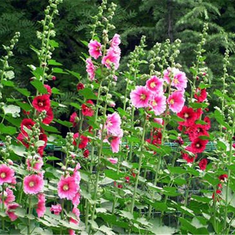 蜀葵价格 蜀葵小苗批发采购 江瑞蜀葵基地销售