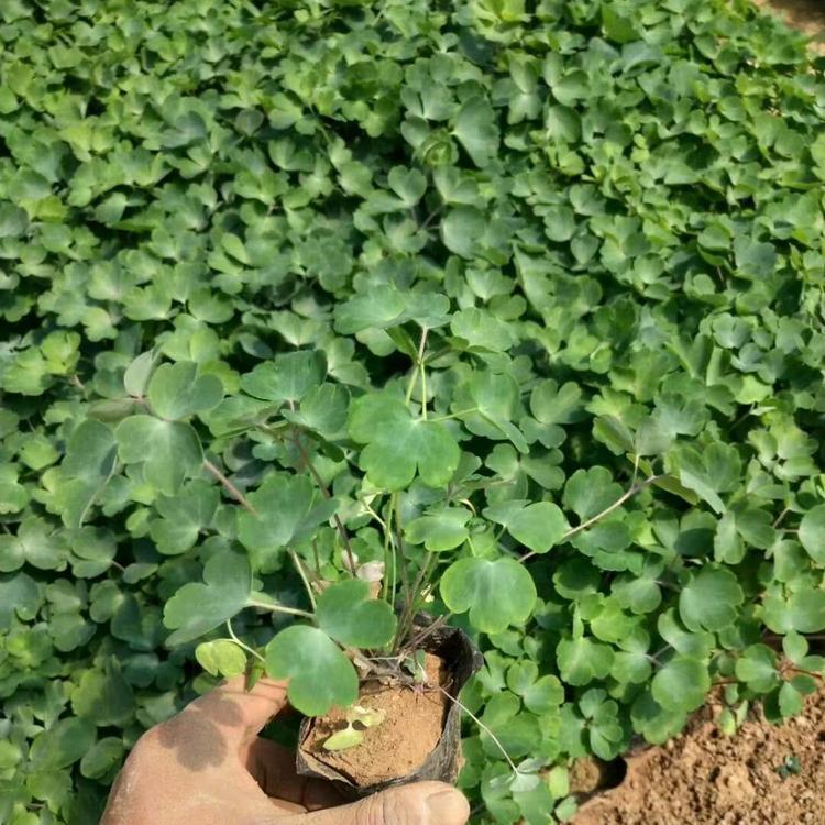 耧斗菜价格