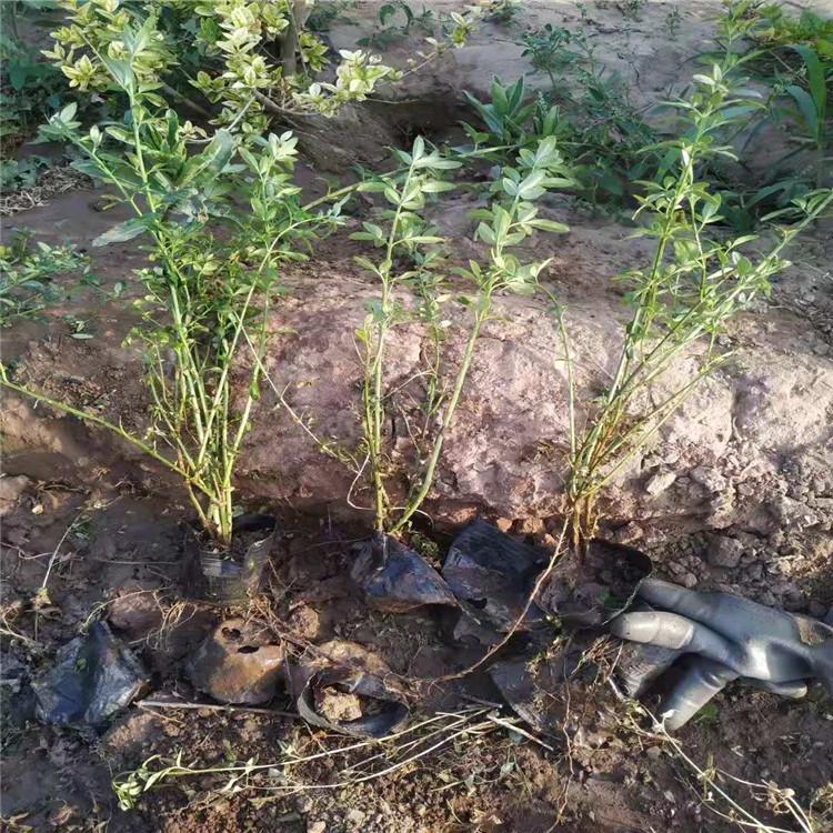 青州迎春花价格 迎春杯苗批发 江瑞迎春花基地销售