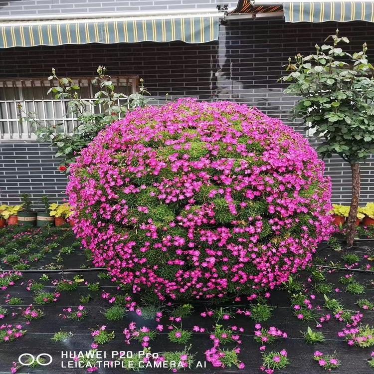 欧石竹基地 欧石竹种植基地