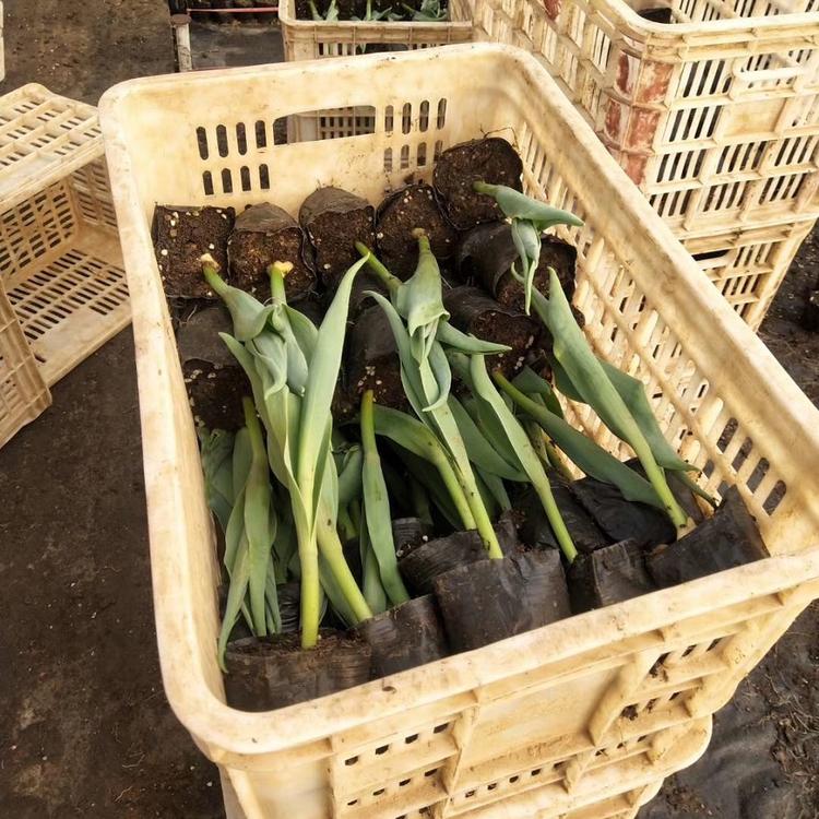 常年供应郁金香 郁金香种植基地 量大从优
