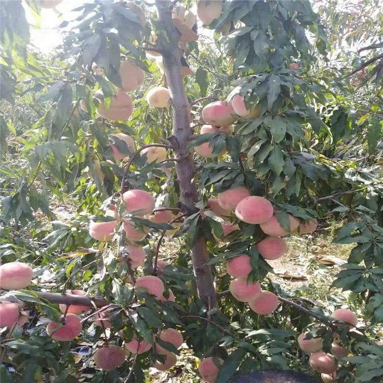普润苗木 锦绣黄桃桃树苗 批发  一站购齐 黄金蜜1号桃树苗 基地  上产供应