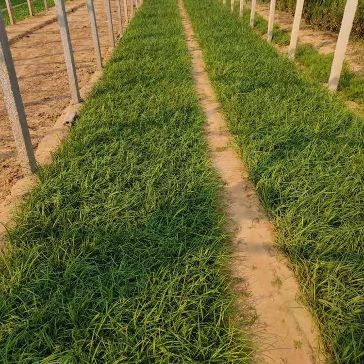 麦草冬批发价格 麦冬草多少钱一斤