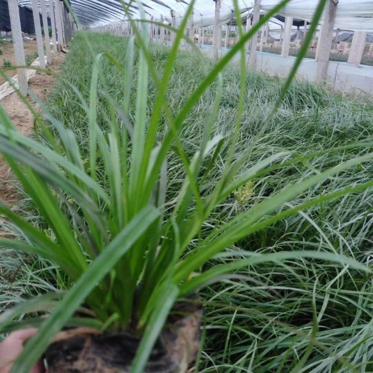 青绿苔草价格
