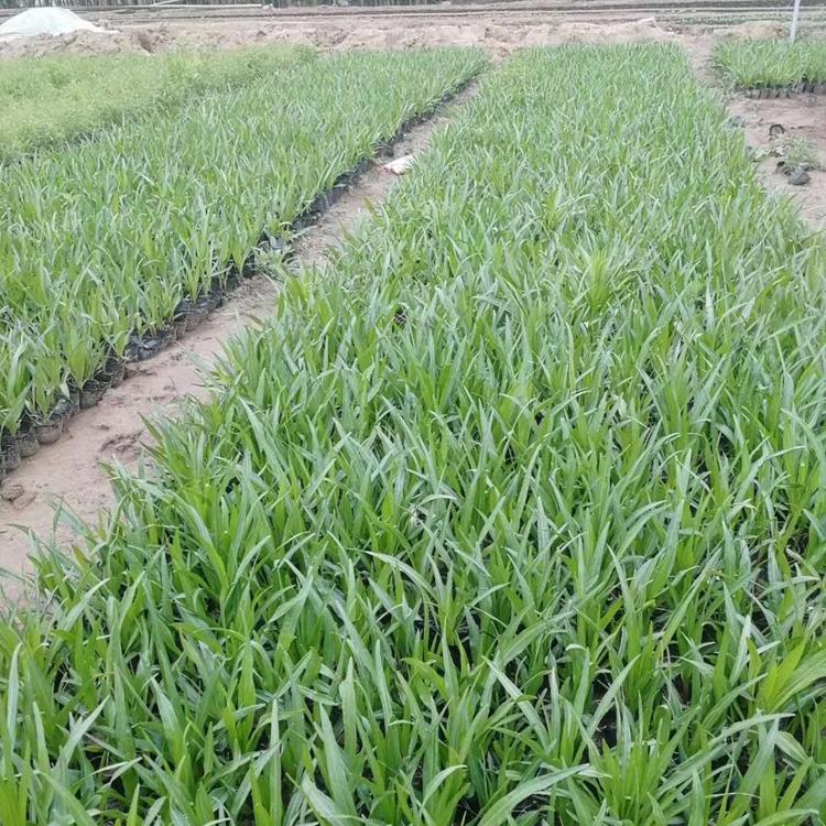 蛇鞭菊基地价格