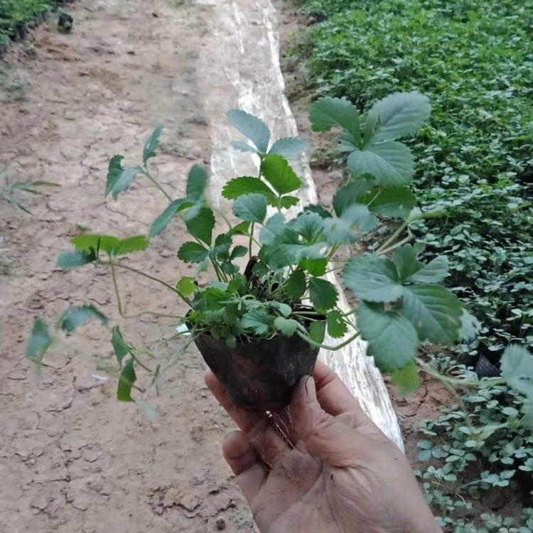 营养杯蛇莓基地价格
