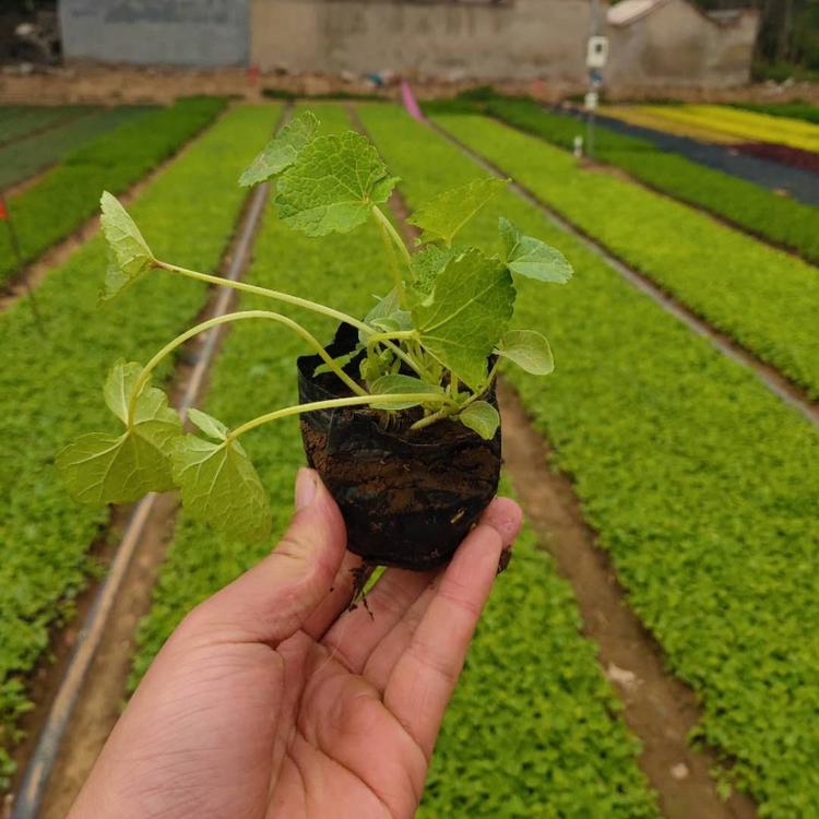 营养杯蜀葵基地价格