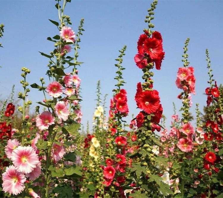 蜀葵开花照片