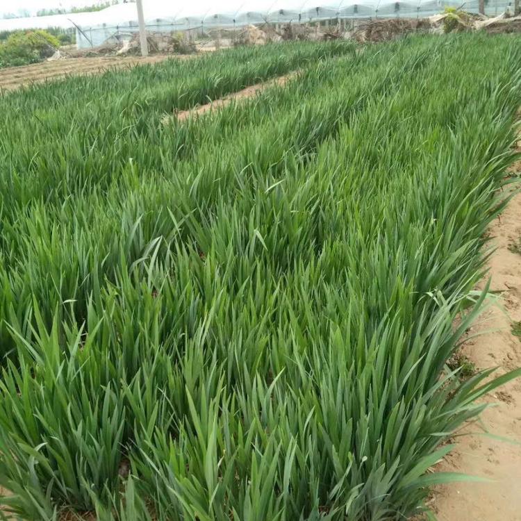 水生鸢尾 黄菖蒲基地