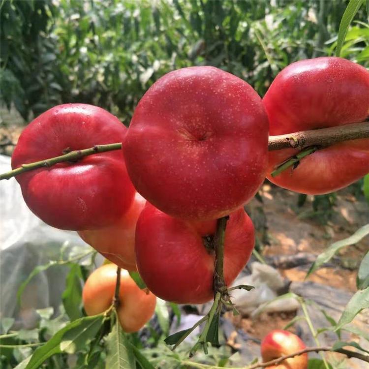 批发基地 普润苗木供应 风味天后桃树苗 黄金蜜4号桃树苗 白如玉桃树苗等多种桃树苗