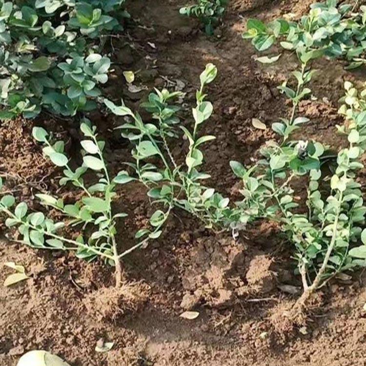 江瑞供应卫矛 卫矛绿化苗现货批发 量大优惠