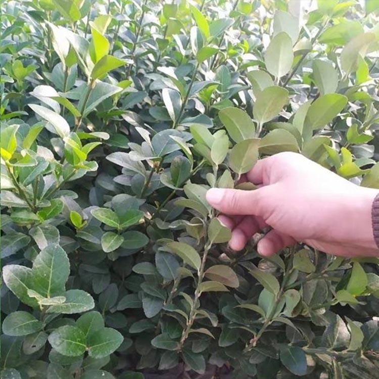 易成活卫矛绿化苗批发商【荐】江瑞 山东卫矛种植基地