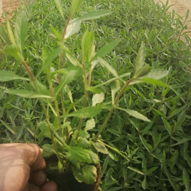 广东马鞭草杯苗-马鞭草杯苗基地-等你来电