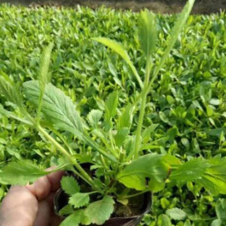 河南马鞭草杯苗-马鞭草杯苗报价-欢饮来电咨询