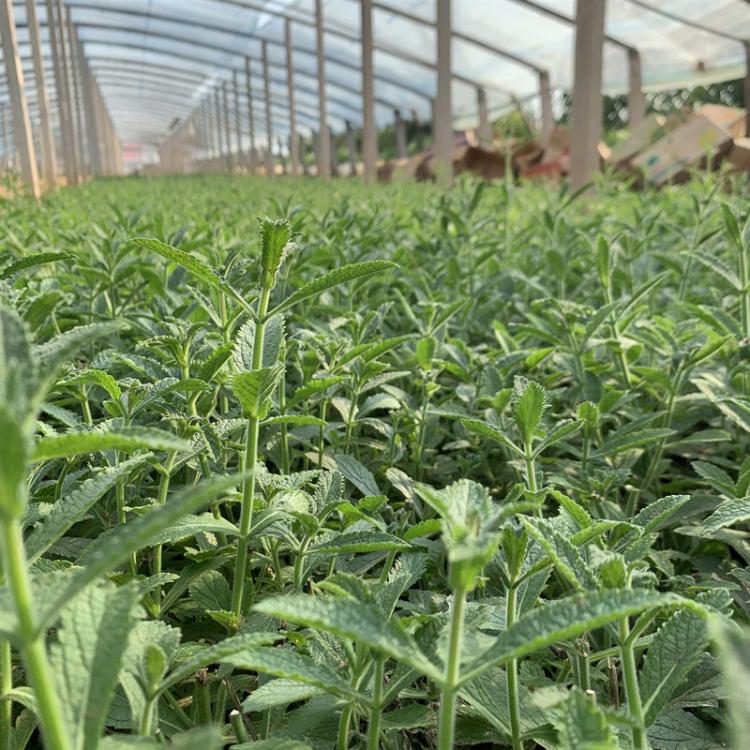 长势好的马鞭草小苗-马鞭草小苗批发商-等你来电