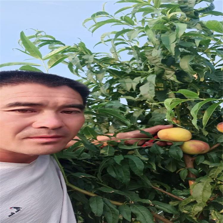 大量供应 普润苗木供应 秋雪桃树苗 冬雪王桃桃树苗 油蟠7-7桃树苗等多种桃树苗