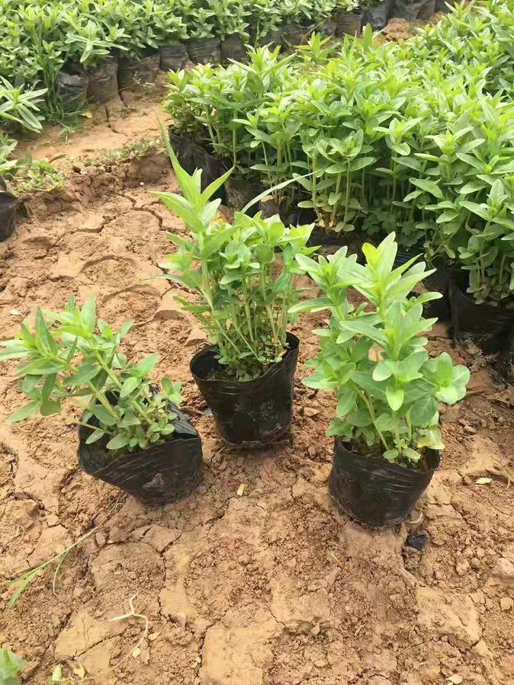 基地直销 千屈菜基地直销 河北千屈菜种苗