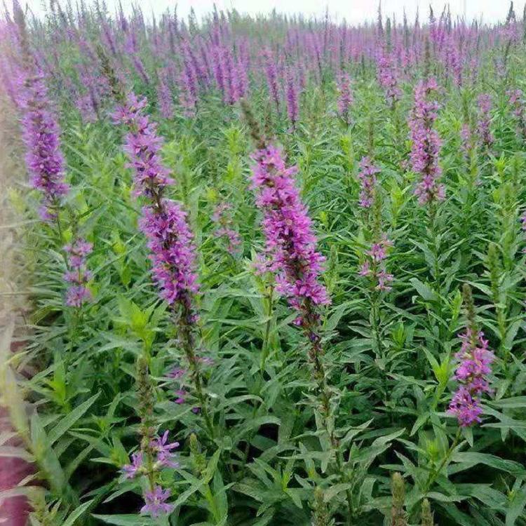 量大优惠 千屈菜基地 河南千屈菜