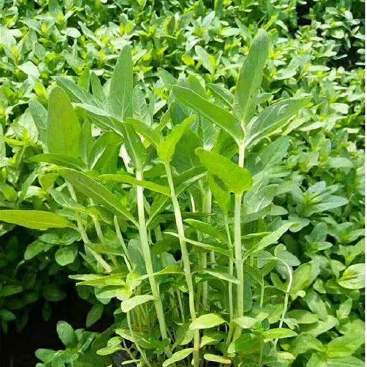 青州千屈菜小苗 基地直销 青州千屈菜基地直销
