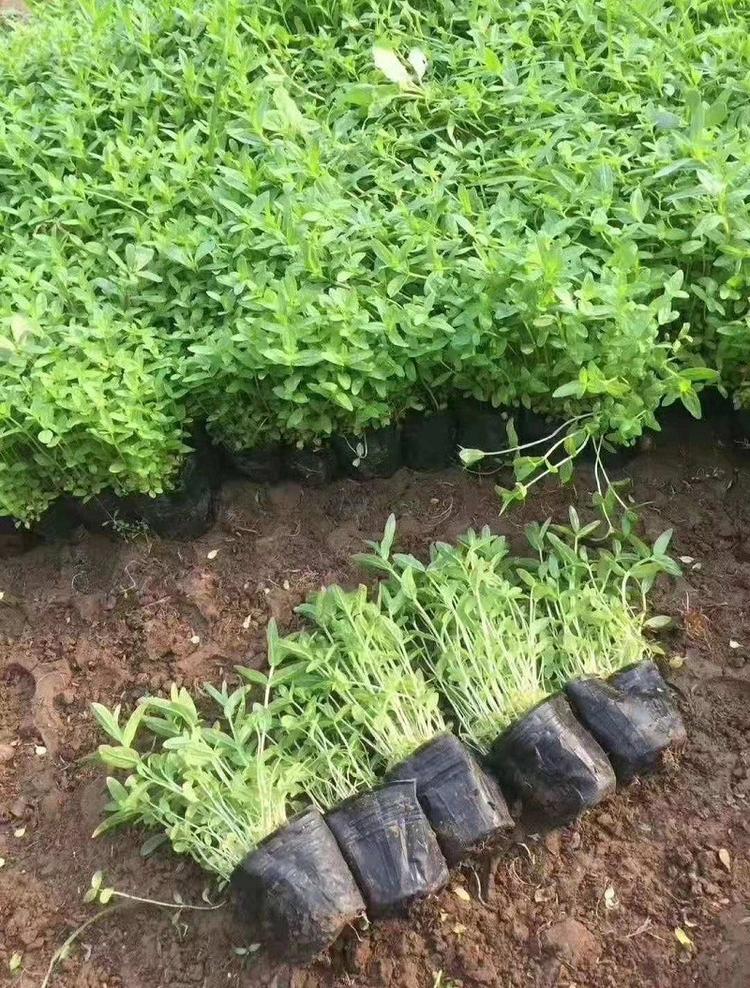 山东千屈菜苗 基地直销 山东千屈菜现货供应
