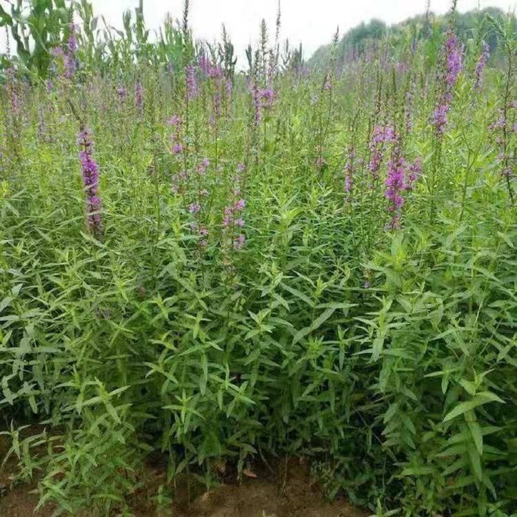 基地发货 千屈菜供应 青州千屈菜杯苗