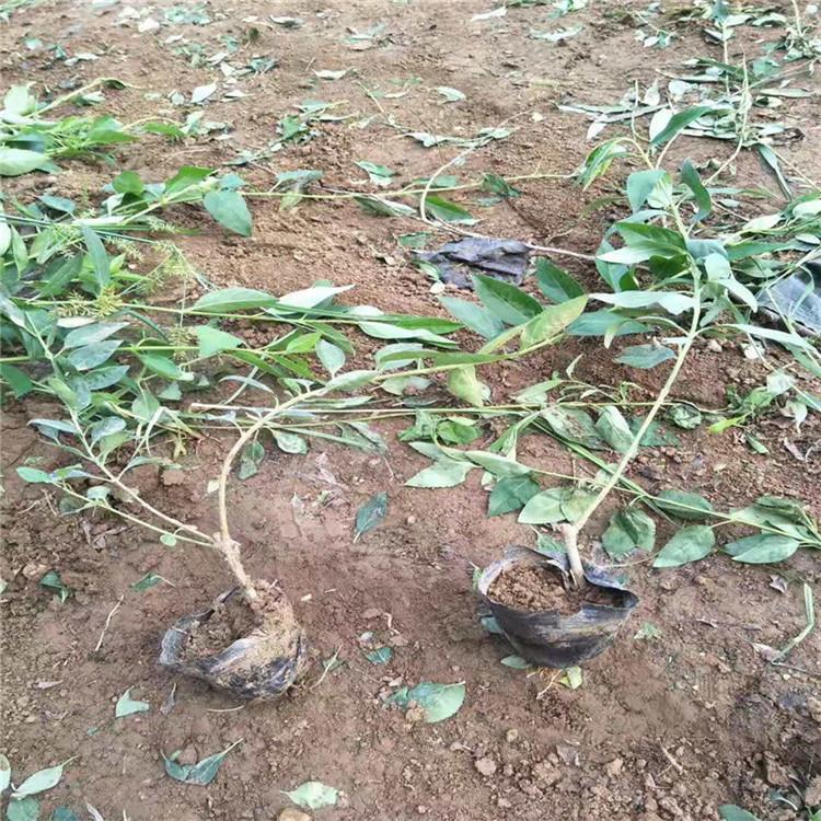 连翘批发 连翘小苗价格 丛生分支连翘 青州江瑞连翘种植基地