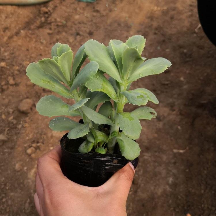 观赏花八宝景天出售 宿根花卉 八宝景天种苗 -承玉花卉