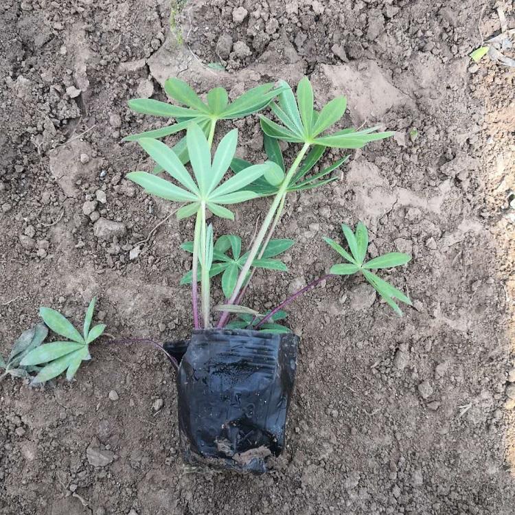 羽扇豆园林景区绿化 羽扇豆价格实惠 羽扇豆大量批发