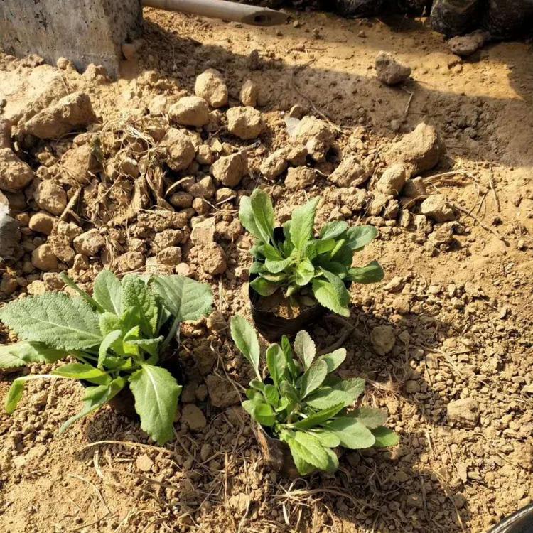 地被鼠尾草种植基地 鼠尾草价格 山东营养钵鼠尾草