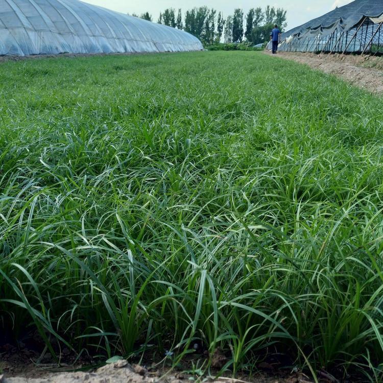 青绿苔草价格       青绿苔草小苗