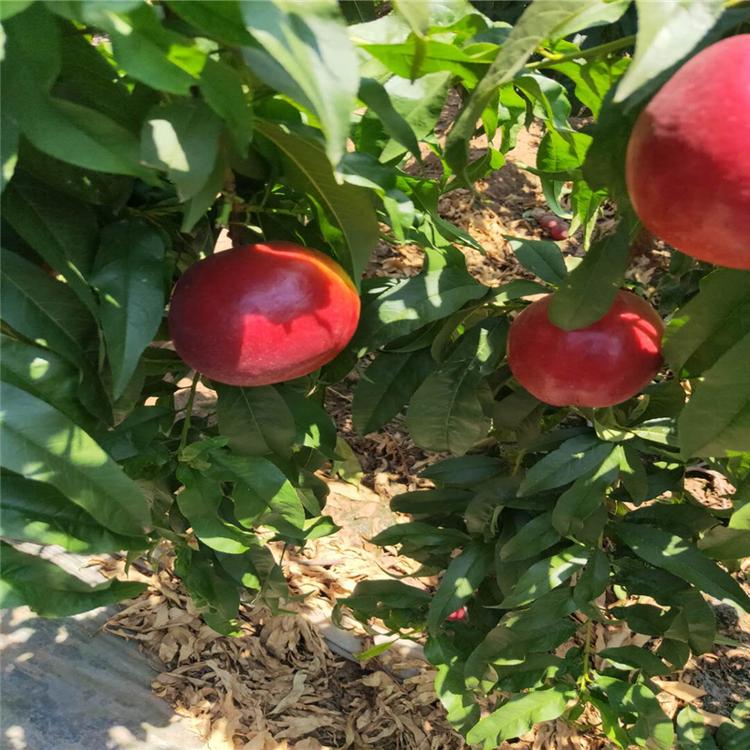 普润苗木 风味天后桃树苗 批发  直销厂商 中华寿桃桃树苗 基地  2020新春上市