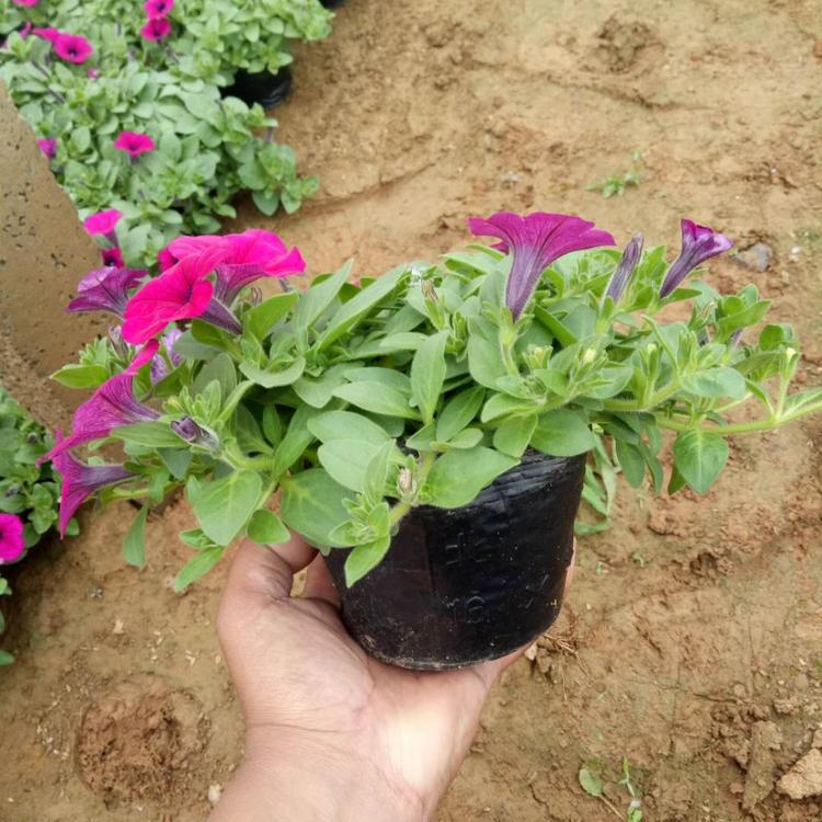 基地大量供应垂吊牵牛 工程绿化用优质垂钓牵牛花