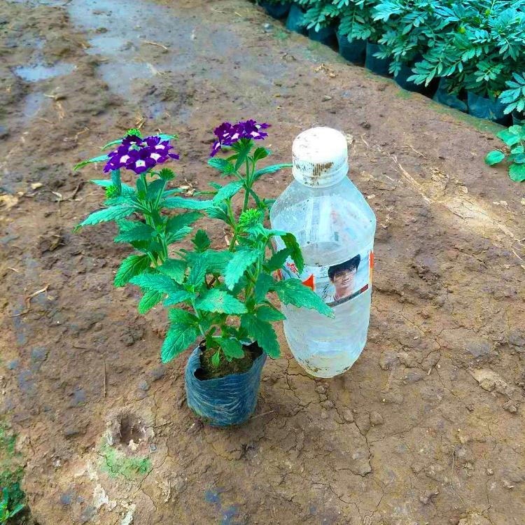 美女樱草坪用花 景观花卉 美女樱种苗