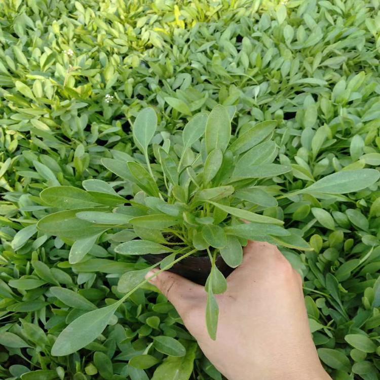 金鸡菊 金鸡菊小苗批发价格 大花金鸡菊基地报价