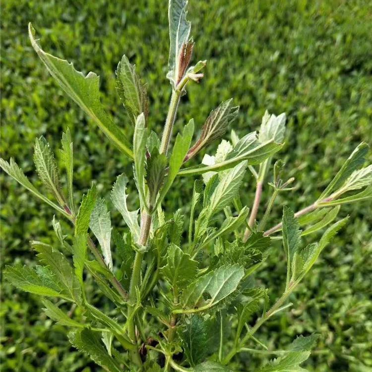 直销马鞭草小苗     马鞭草价格