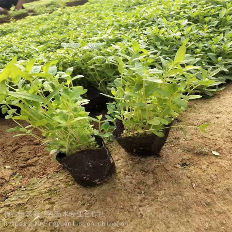 供销千屈菜小苗   千屈菜价格